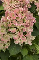 Hydrangea macrophylla (Hortensia) - afbeelding 111