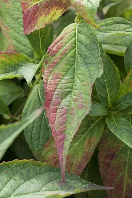 Hydrangea macrophylla (Hortensia) - afbeelding 116
