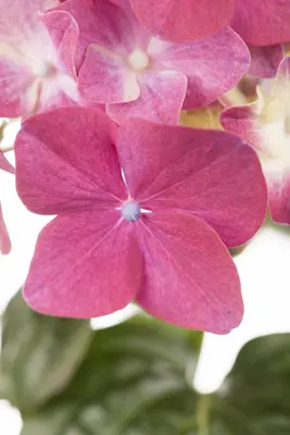 Hydrangea macrophylla (Hortensia) - afbeelding 9