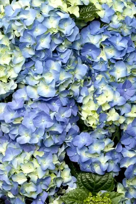 Hydrangea macrophylla (Hortensia) - afbeelding 33