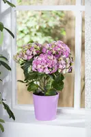Hydrangea macrophylla (Hortensia) - afbeelding 39