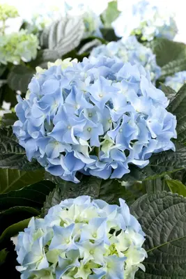 Hydrangea macrophylla (Hortensia) - afbeelding 48