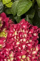 Hydrangea macrophylla (Hortensia) - afbeelding 64