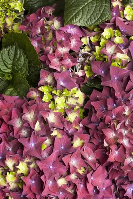 Hydrangea macrophylla (Hortensia) - afbeelding 69