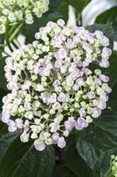 Hydrangea macrophylla (Hortensia) - afbeelding 72