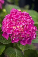 Hydrangea macrophylla (Hortensia) - afbeelding 85