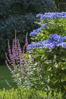 Hydrangea macrophylla (Hortensia) - afbeelding 101