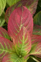 Hydrangea macrophylla (Hortensia) - afbeelding 105