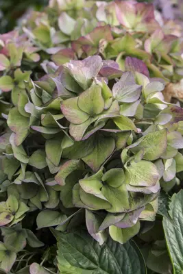 Hydrangea macrophylla (Hortensia) - afbeelding 117