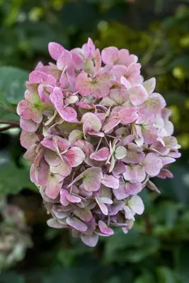 Hydrangea macrophylla (Hortensia) - afbeelding 119