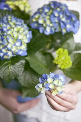 Hydrangea macrophylla (Hortensia) - afbeelding 121