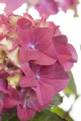 Hydrangea macrophylla (Hortensia) - afbeelding 10