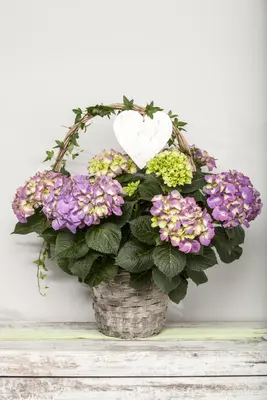 Hydrangea macrophylla (Hortensia) - afbeelding 12
