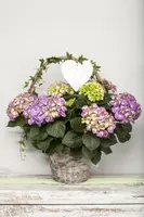 Hydrangea macrophylla (Hortensia) - afbeelding 12