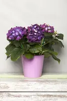Hydrangea macrophylla (Hortensia) - afbeelding 14