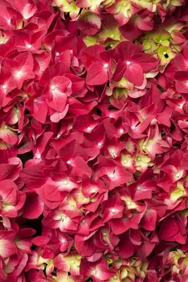 Hydrangea macrophylla (Hortensia) - afbeelding 38