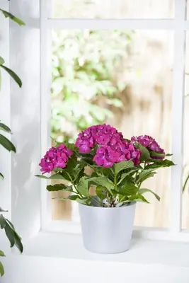 Hydrangea macrophylla (Hortensia) - afbeelding 40