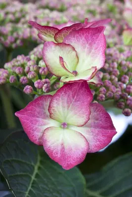 Hydrangea macrophylla (Hortensia) - afbeelding 42