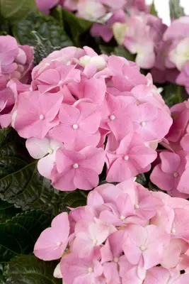 Hydrangea macrophylla (Hortensia) - afbeelding 51