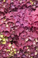 Hydrangea macrophylla (Hortensia) - afbeelding 67