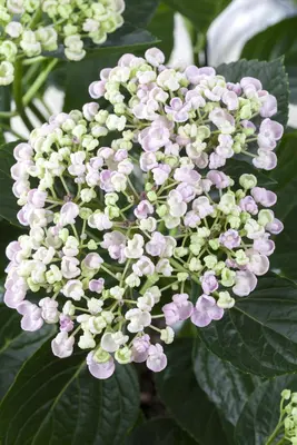 Hydrangea macrophylla (Hortensia) - afbeelding 72