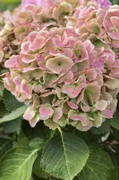 Hydrangea macrophylla (Hortensia) - afbeelding 104