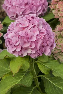 Hydrangea macrophylla (Hortensia) - afbeelding 110