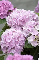 Hydrangea macrophylla (Hortensia) - afbeelding 17