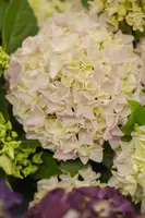 Hydrangea macrophylla (Hortensia) - afbeelding 19