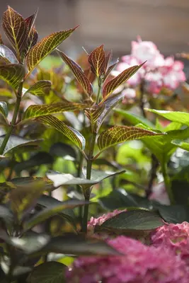Hydrangea macrophylla (Hortensia) - afbeelding 29