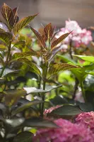 Hydrangea macrophylla (Hortensia) - afbeelding 29