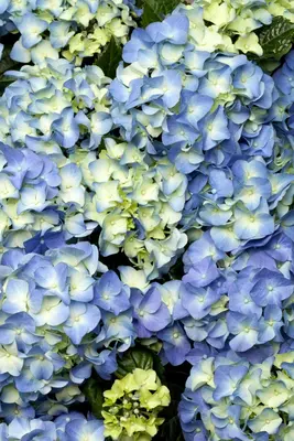 Hydrangea macrophylla (Hortensia) - afbeelding 34