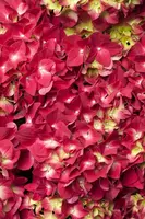 Hydrangea macrophylla (Hortensia) - afbeelding 38