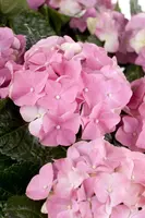 Hydrangea macrophylla (Hortensia) - afbeelding 51