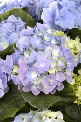 Hydrangea macrophylla (Hortensia) - afbeelding 62