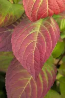 Hydrangea macrophylla (Hortensia) - afbeelding 106