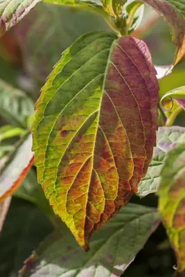 Hydrangea macrophylla (Hortensia) - afbeelding 112