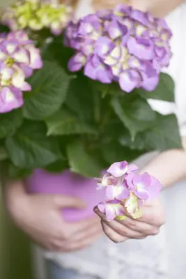 Hydrangea macrophylla (Hortensia) - afbeelding 120