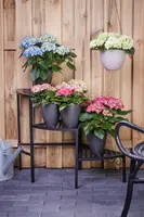 Hydrangea macrophylla (Hortensia) - afbeelding 127