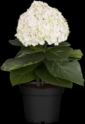 Hydrangea macrophylla (Hortensia) - afbeelding 131