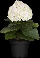 Hydrangea macrophylla (Hortensia) - afbeelding 131