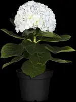 Hydrangea macrophylla (Hortensia) - afbeelding 129