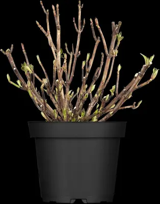 Hydrangea macrophylla (Hortensia) - afbeelding 27