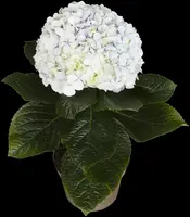 Hydrangea macrophylla (Hortensia) - afbeelding 130