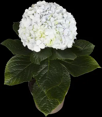 Hydrangea macrophylla (Hortensia) - afbeelding 130