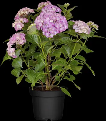 Hydrangea macrophylla (Hortensia) - afbeelding 87