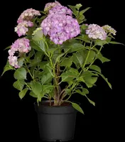 Hydrangea macrophylla (Hortensia) - afbeelding 87