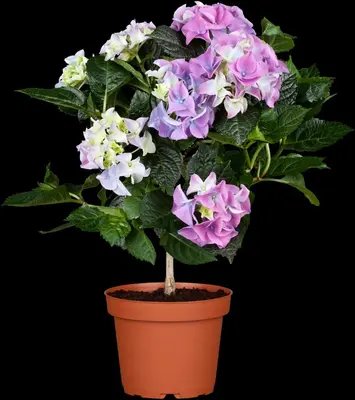 Hydrangea macrophylla (Hortensia) - afbeelding 47