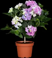 Hydrangea macrophylla (Hortensia) - afbeelding 47