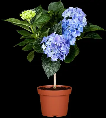 Hydrangea macrophylla (Hortensia) - afbeelding 46
